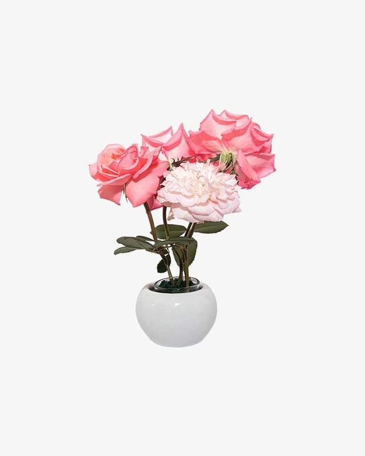 코랄 로즈 미니 화분