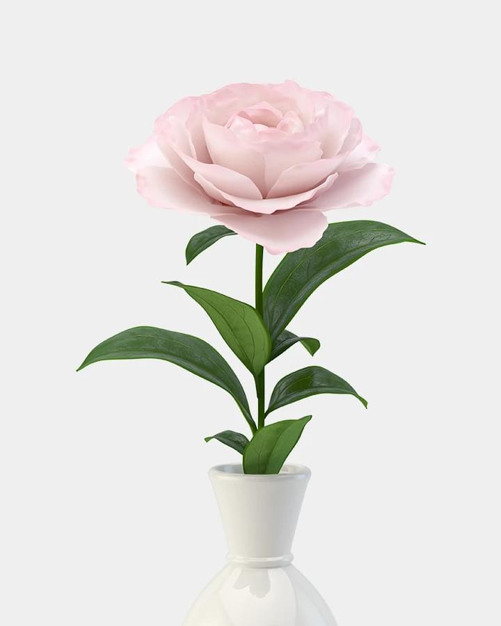 블러쉬 로즈 한 송이