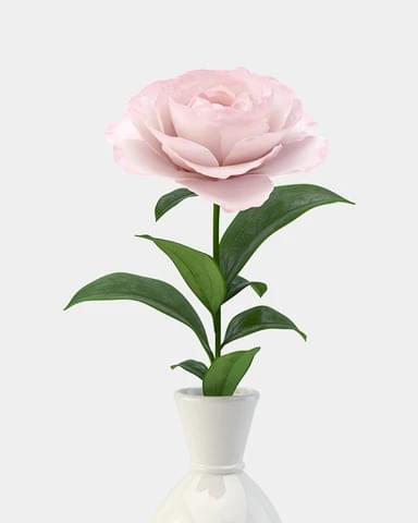 블러쉬 로즈 한 송이