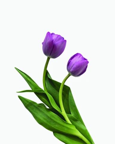 퍼플 튤립 다발
